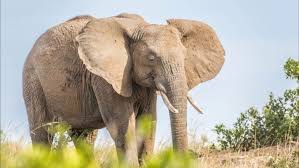 Un elefant ajunge la maturitate la varsta de 14 ani,atunci cantareste intre 2 si 6 tone. Caracteristicile Comportamentului ElefanÈilor Africani Elefantul Este Cel Mai Mare Mamifer De La PlanetÄ