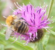 When she finds a potentially suitable site she will investigate by going into the hole. Bombus Pascuorum The Common Carder Bumblebee