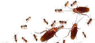 Link to o'connor pest control simi valley. To Know Further Information About Our Products Please Visit Http Insightpestcontrol Com Au Termite Control Best Pest Control Pest Control