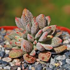 Image result for Crassula alsinoides