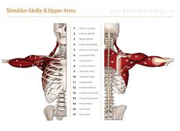 These muscles attach to bones, move the skeleton, and are found in the arms, legs, neck, or anywhere you can voluntarily move a body part. Scientific Names Of Body Muscles Muscle Diagram Blank Human Body Activities Human Body