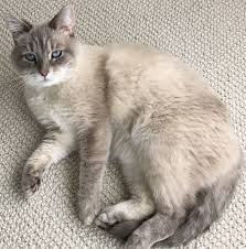 Charlot Cute Cats And Kittens Cute Animals Cats And Kittens