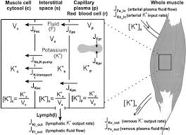 In writing about process diagrams we notice the paraphrased introduction with a short overview and the use of the passive with sequencers. Dynamics And Consequences Of Potassium Shifts In Skeletal Muscle And Heart During Exercise Physiological Reviews