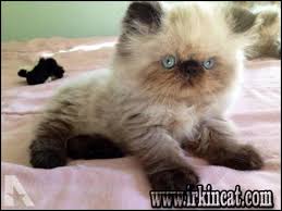 In addition, they enjoy learning tricks and might even teach you some. A Neutral View Of Persian Kittens For Sale Mn Persian Kittens For Sale Himalayan Kittens For Sale Himalayan Kitten