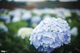 Kết quả hình ảnh cho cẩm tú cầu nhiều màu