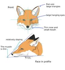 How to draw a fox easy and step by step. How To Draw The Fox And The Wolf Medibang Paint