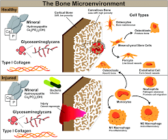 Check spelling or type a new query. Biomaterial Design Strategies To Address Obstacles In Craniomaxillofacial Bone Repair Rsc Advances Rsc Publishing Doi 10 1039 D1ra02557k