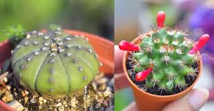 The primary reason why cacti survive in that ecosystem is because of their numerous adaptations, which include: Succulents Cactus Care Guide Malaysia By Cactus Expert Jacktus