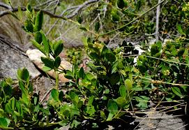 Image result for Secamone