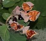 Image result for Sterculia appendiculata