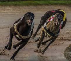 Run To Death: The Rise & Fall Of Greyhound Racing