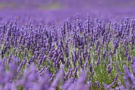 These lavender fields are interspersed with fields of flowering sage which is a stunning pale purple. A Guide To Lavender Field In Valensole France Tiptoeingworld