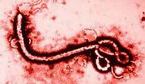 No antiviral medications have proved effective in treating infection with either ebola virus or marburg virus. What Is Ebola Johns Hopkins Medicine