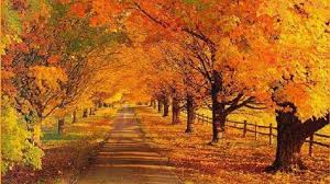A collection of the top 56 8k wallpapers and backgrounds available for download for free. Landscape Fall Wallpaper Mobile Fall Scenes 1920x1080 Wallpaper Teahub Io