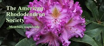 Rhododendrons Tips For Beginners Success With Rooted Cuttings Frank Dorsey American Rhododendron Society Rhododendron Azaleas Pruning Azaleas