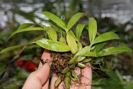 Image result for Bulbophyllum sp. nov