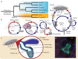 The Genome Of The Jellyfish Aurelia And The Evolution Of