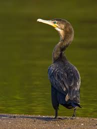 Birds Of A Feather Song Rio Neotropical Cormorant North American Wildlife Iguazu National Park Sea Birds