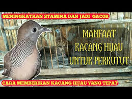 Check spelling or type a new query. Manfaat Kacang Hijau Untuk Perkutut Youtube