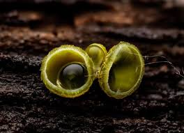 Image result for Chlorosplenium chlora