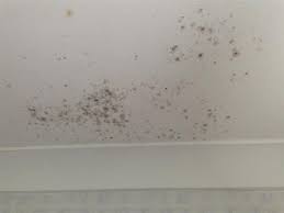 Alibaba.com offers 891 mould on bedroom ceiling products. Mould Removal Mold In Bathroom Mold Remover Mold On Bathroom Ceiling