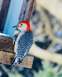 Garden Birds Of South Africa Identification Pin On Birds Butterflies Fowl