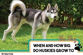 When Do Huskies Stop Growing How Big Do They Get Timeline My Happy Husky