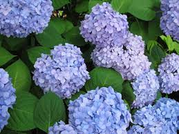 Landscape Why Hydranagea Macrophylla Don T Flower Umass Center For Agriculture Food And The Environment