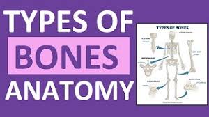 Maybe you would like to learn more about one of these? Types Of Bones Anatomy Long Short Flat Irregular Sesamoid Sutural Youtube