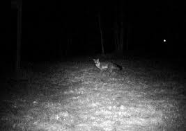 And there's the fox…