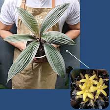 Image result for Curculigo latifolia