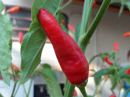 Image result for Capsicum frutescens