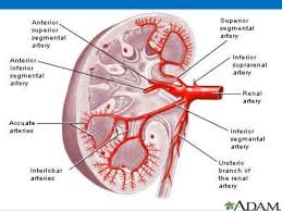 Doppler Ultrasound Of The Kidney In 2020 Renal Renal Failure Causes Of Kidney Disease