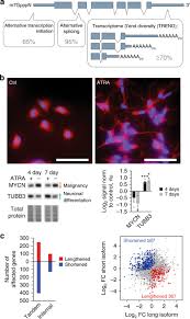He has 30 years of experience. Transcriptome 3 End Organization By Pcf11 Links Alternative Polyadenylation To Formation And Neuronal Differentiation Of Neuroblastoma Nature Communications