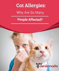 Cat Allergies Why Are So Many People Affected Cat Allergies Cause Symptoms Such As Itching Runny Nose Cat Allergies Allergic To Cats What Causes Allergies