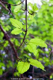 Image result for Vangueria sp.