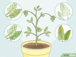 How to control spider mites indoors? How To Get Rid Of Red Spider Mites Organically 14 Steps