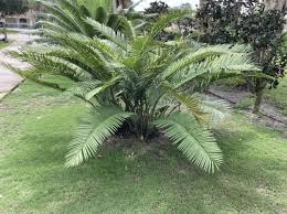 Image result for Encephalartos umbeluziensis