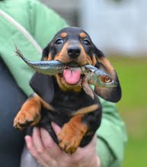 Find dachshund puppies and breeders in your area and helpful dachshund information. Goodwood European Standard Smooth Dachshunds Portland Oregon Baby Dachshund Pets Dachshund Puppies