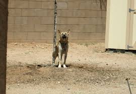 Reminder during Prevention of Cruelty to Animals Month: Tie-outs are  illegal