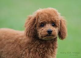 Find poodle dogs and puppies from california breeders. Red Head Heaven Poodles Toy Poodle Breeders In Pennsylvania