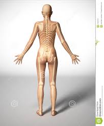 The female gonad is the _____ and the gamete is a/an _____. Human Body Diagram Female Back Human Anatomy