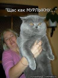 Napryazhennyj Moment Kotomatrica Shotlandskaya Vislouhaya Koshka Veselye Sobaki Smeshnye Foto Sobak