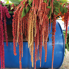 Image result for Amaranthus