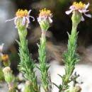 Image result for Felicia clavipilosa