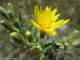 Image result for Crepis newii