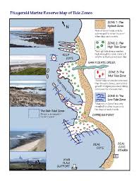 visit the tidepools friends of fitzgerald marine reserve