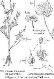 Image result for Ranunculus sceleratus