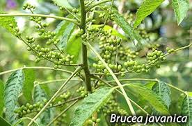 Image result for Brucea