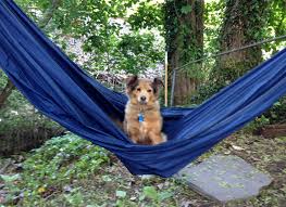 The nature of most transports available on citizenshipper requires long distance travel which benefits transporters in several ways. Long Distance Pet Transport Jobs Petscare
